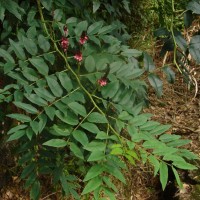 Indigofera zollingeriana Miq.